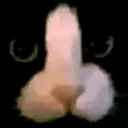 sus_cat