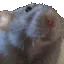 chew