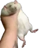 grabbedrat2