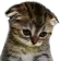 CatSad Discord Emoji