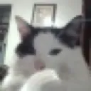 thinkkiggy