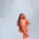feesh
