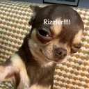 foreheadrizz