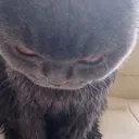 catgigaangry catgigaangry