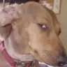 dogsus