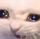 CatCry