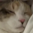 pankosleepy