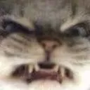 CatAngry