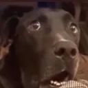 DickwadDog