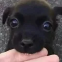 smallbite