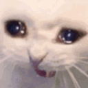 catscreaming