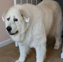 ScaredDog