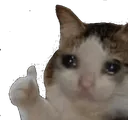 CatThumbsUpSad