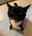 waa