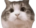 catfatNODDERS