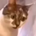 Kucing_Senin