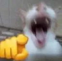 CatPointingAndLaughingAtYou
