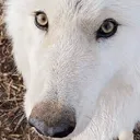 sillywolv
