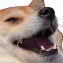 dogelul