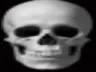 skull skull