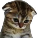 kitty_sad