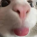 UUC_CatLicking