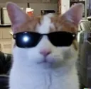Cat Cool catcool Discord Emoji
