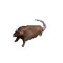 RATSPIN