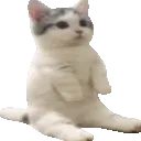 catsit