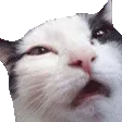 CatHead