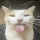 bleh bleh