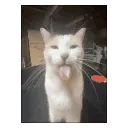 bleh