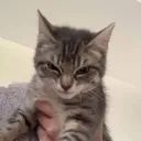 MadPuss