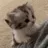 catClimb
