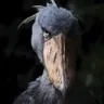 shoebill