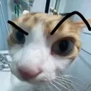 Ayo Ayo