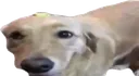 ButterDog
