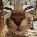 catemoji_45 Discord Emoji