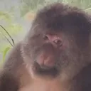 monkereally monkereally