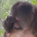 monkefacepalm