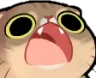 shook_cat