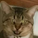 despise despise