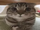 Silly_Cat Silly_Cat