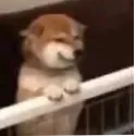 as_dog_kya_vai