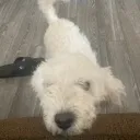 dogboy