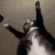 01_Cat_dance