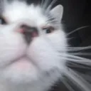 01 Catstare Discord Emoji