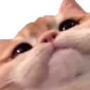 01_cat_stare Discord Emoji