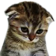 sadcat