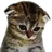 :sadcat: sadcat